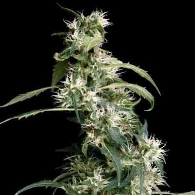 Arjan\'s Ultra Haze 2 > Green House Seed Company | Semillas feminizadas  |  Sativa